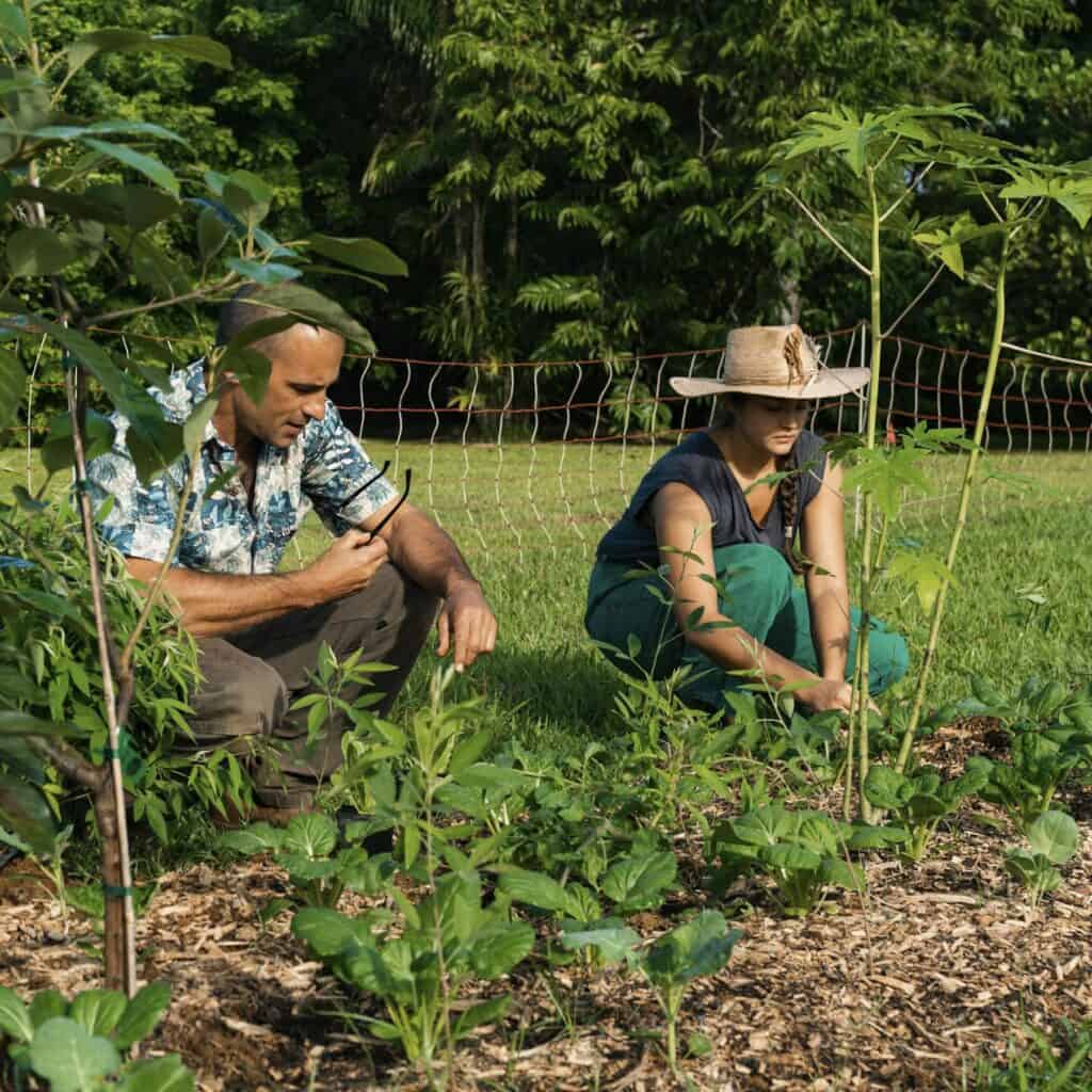 Agroforestry Connections (Part 2)