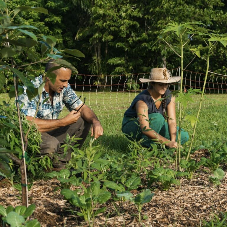 Agroforestry Connections (Part 2)