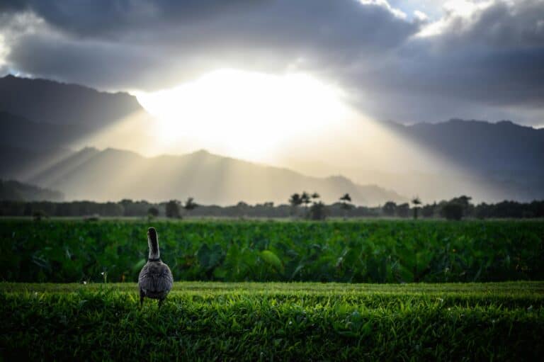 Regenerative Agriculture and the Transformation of Kaua‘i’s Food System