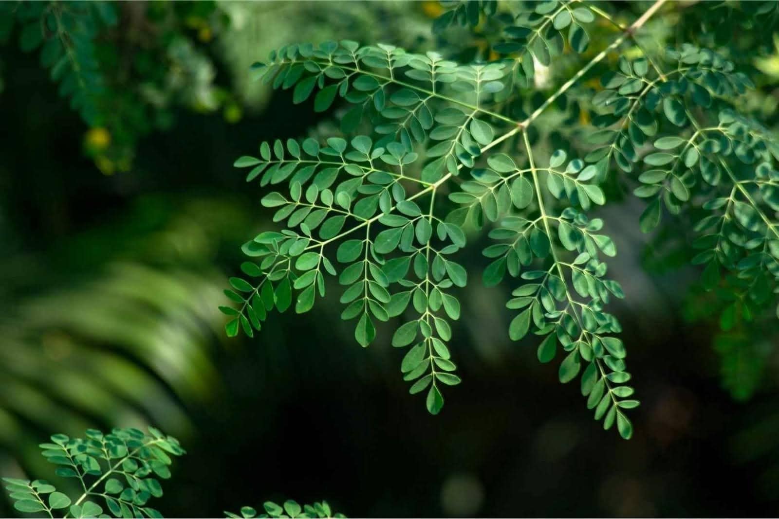 Coringa Tree Moringa The Miracle Tree - Common Ground Kauai