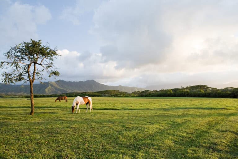 Horse in field near princeville, kauai