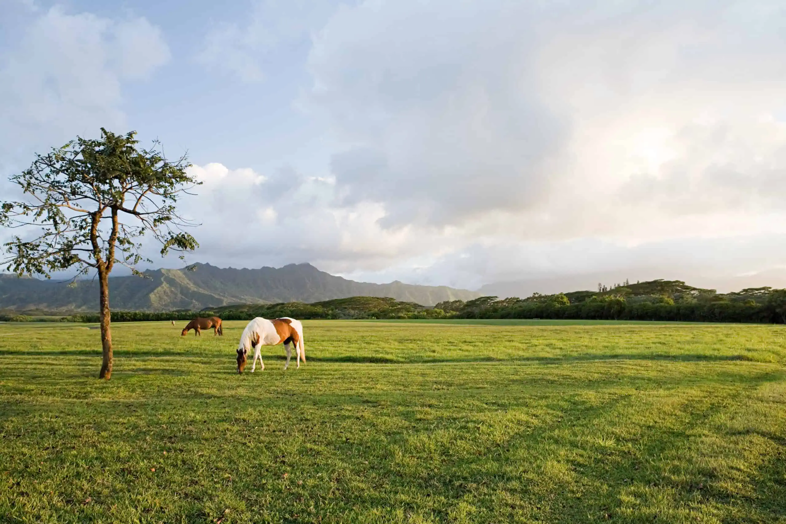 Horse in field near princeville, kauai