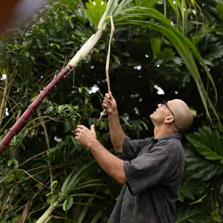 Sugarcane