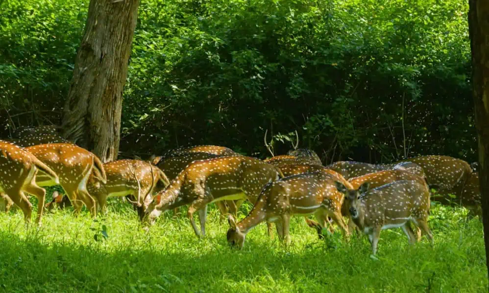 Kauai Deer