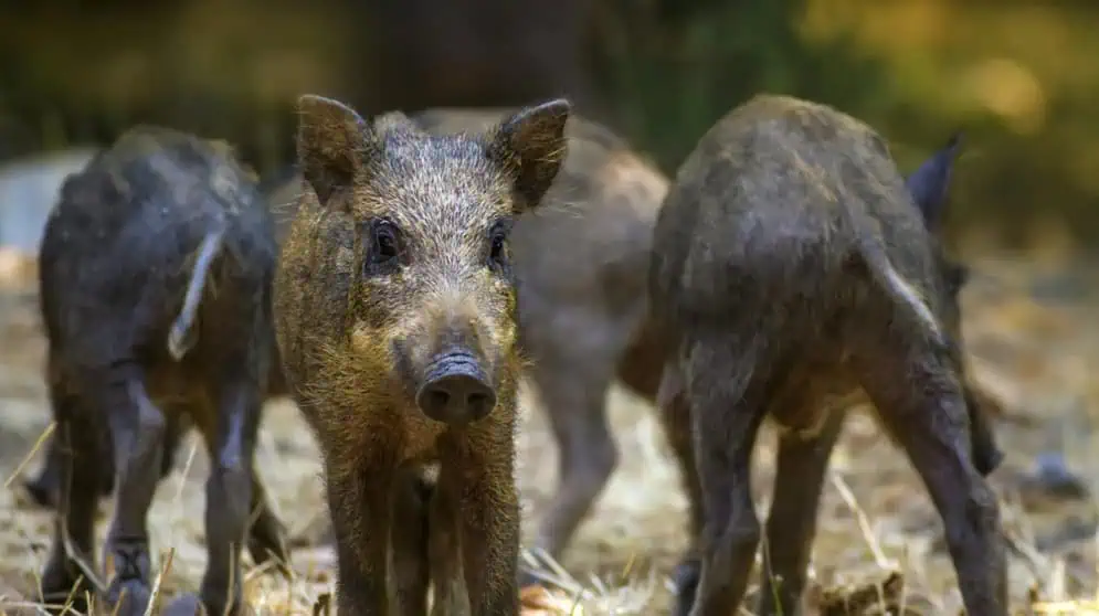 Hawaii Hogs