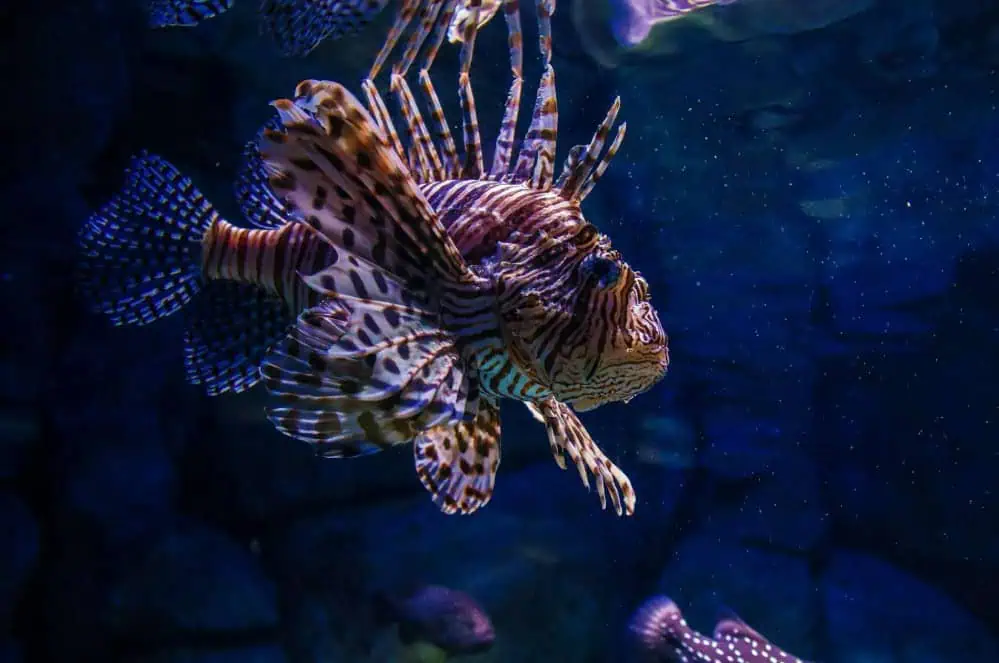 Lion Fish