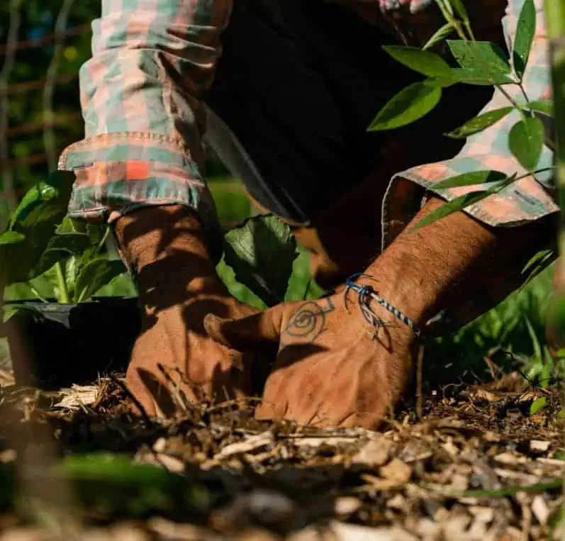 CG Planting