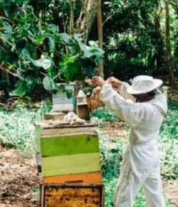 McPhees Bees