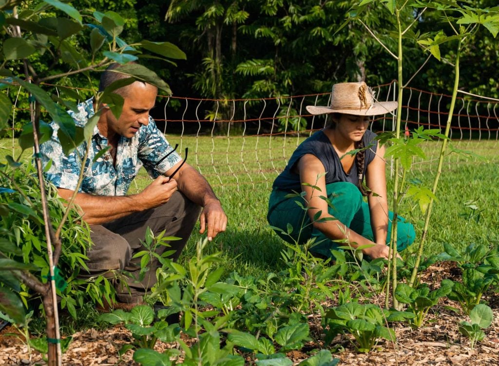 Farm Field Forest Experience Kauai