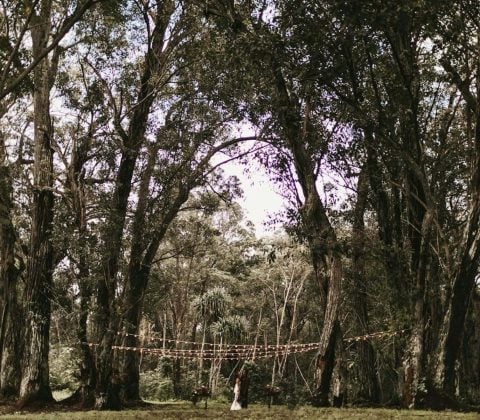 Eucalyptus Canopy​