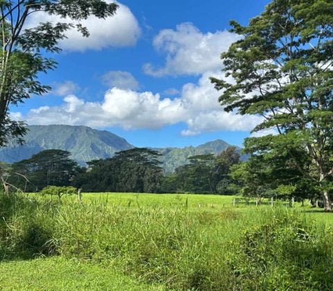 Hanalei Mountains From Eucalyptus